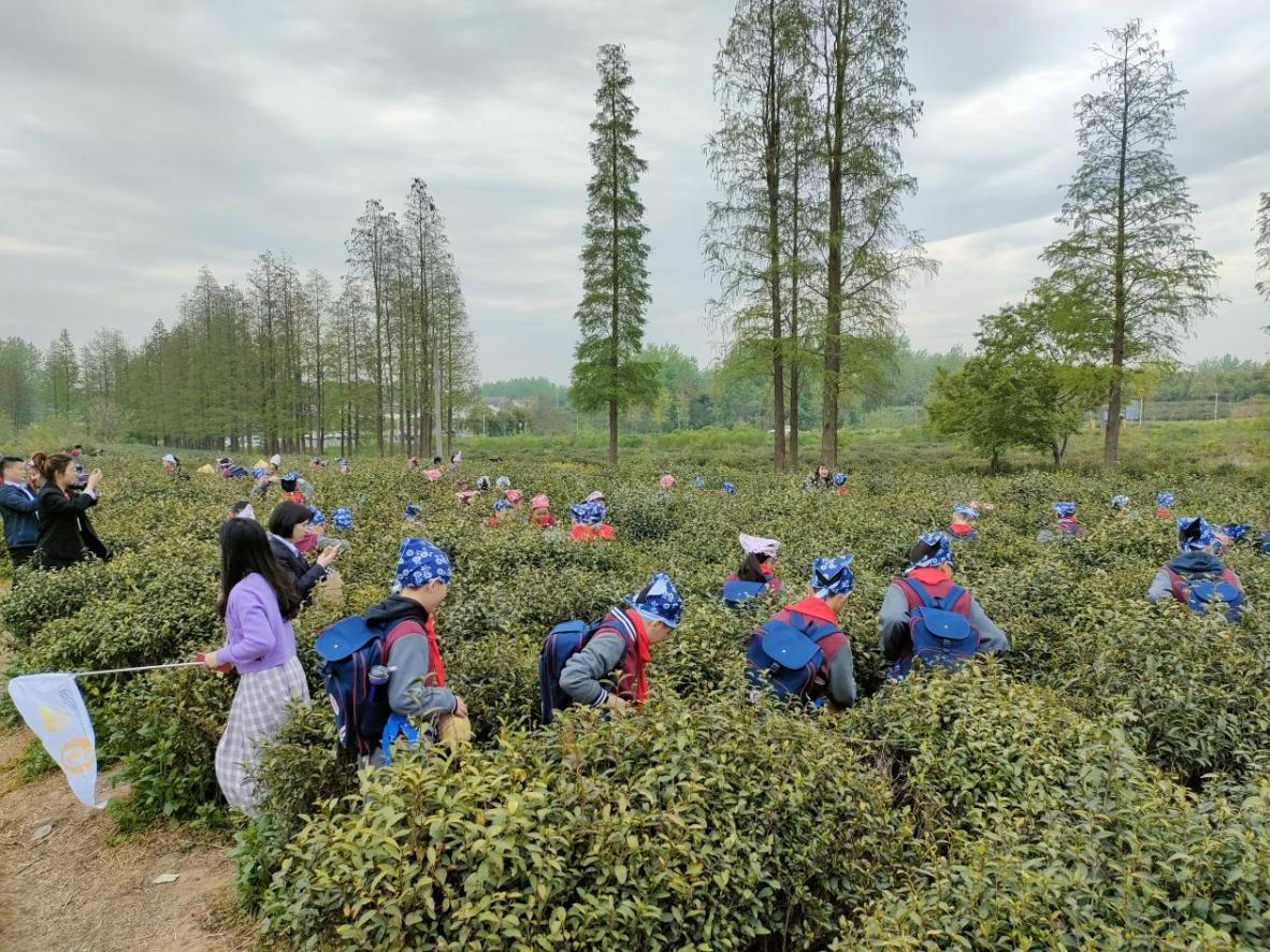 学生团队采茶