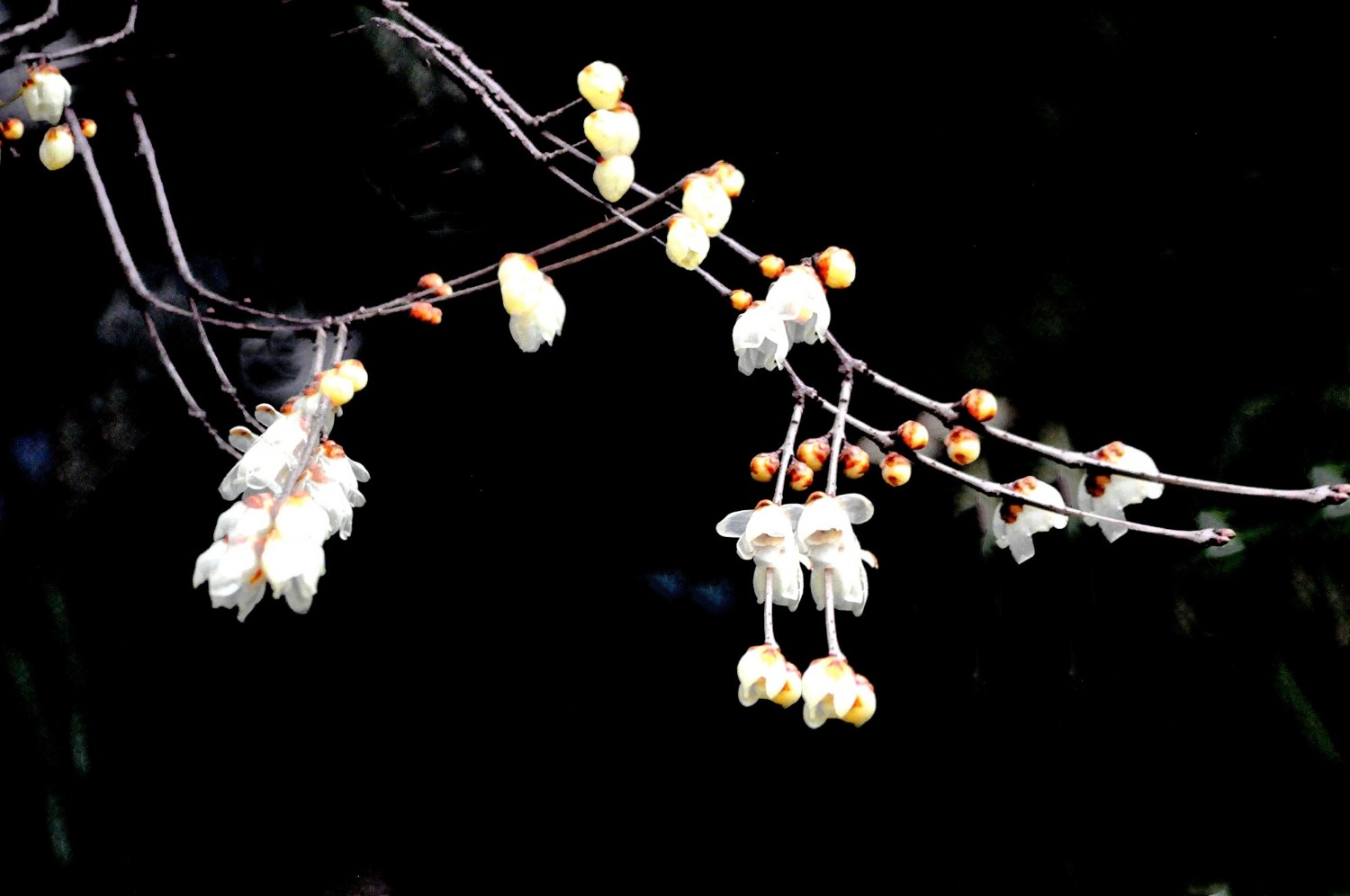 DSC_4965_o,_edit_106540324109783-01.jpeg