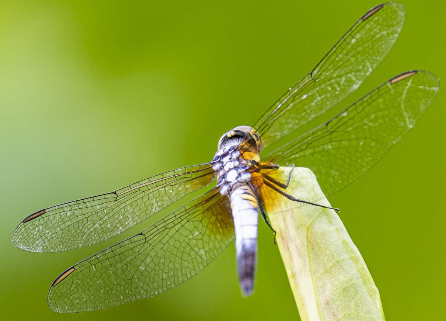 wechat_upload162452681360d44fdd2de6e