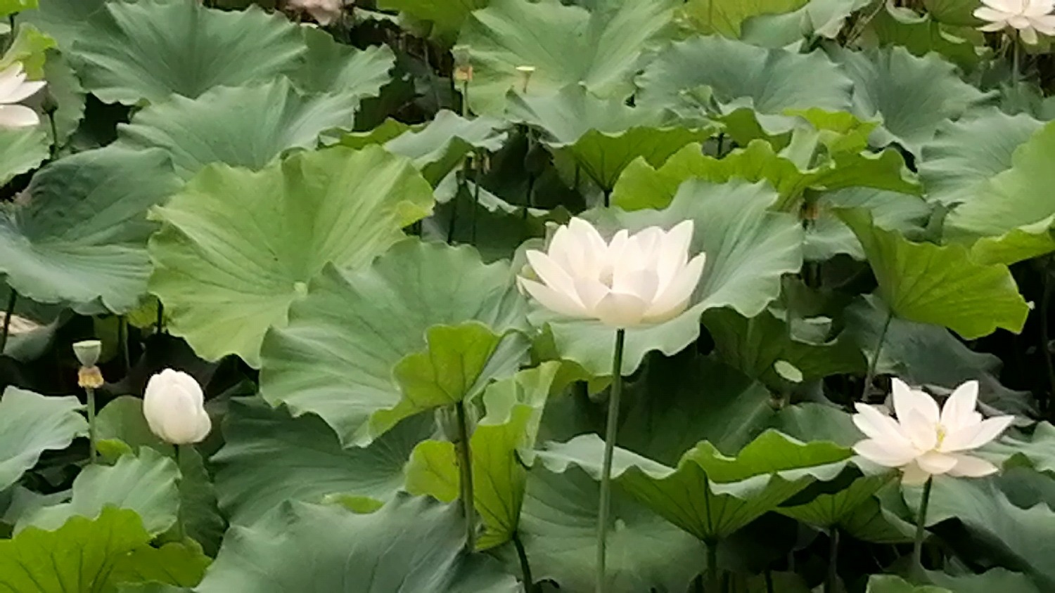 Videoframe_20210626_113416_com.huawei.himovie.jpg
