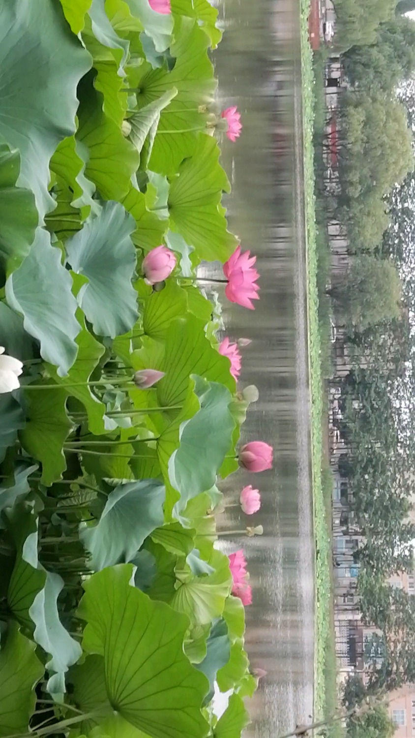 Videoframe_20210626_112932_com.huawei.himovie.jpg