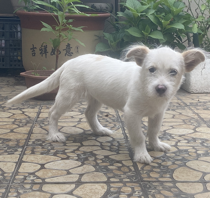 dog2.jpg