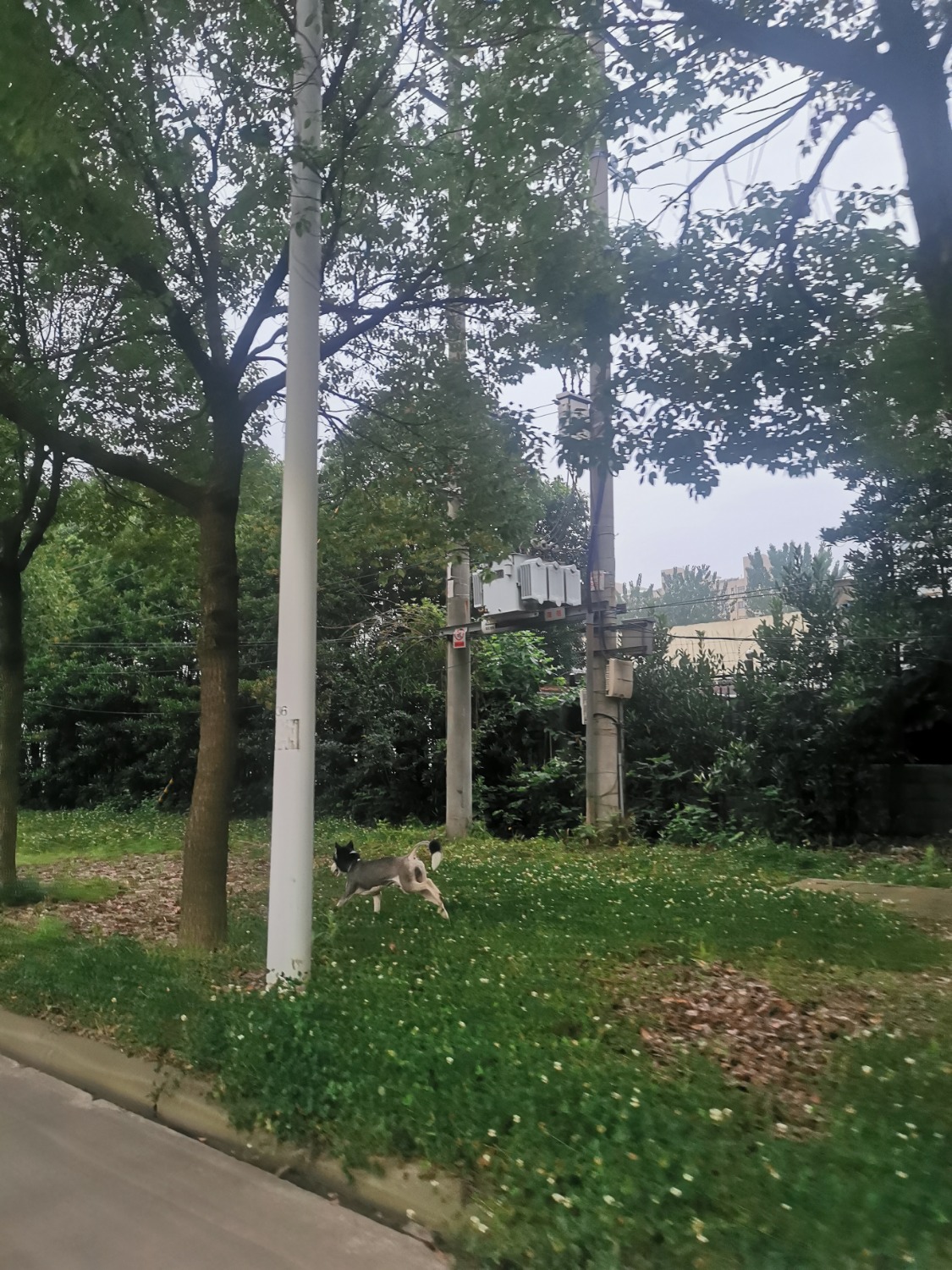 IMG_20210619_051323.jpg