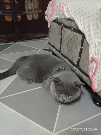 蓝猫缩小图.jpg