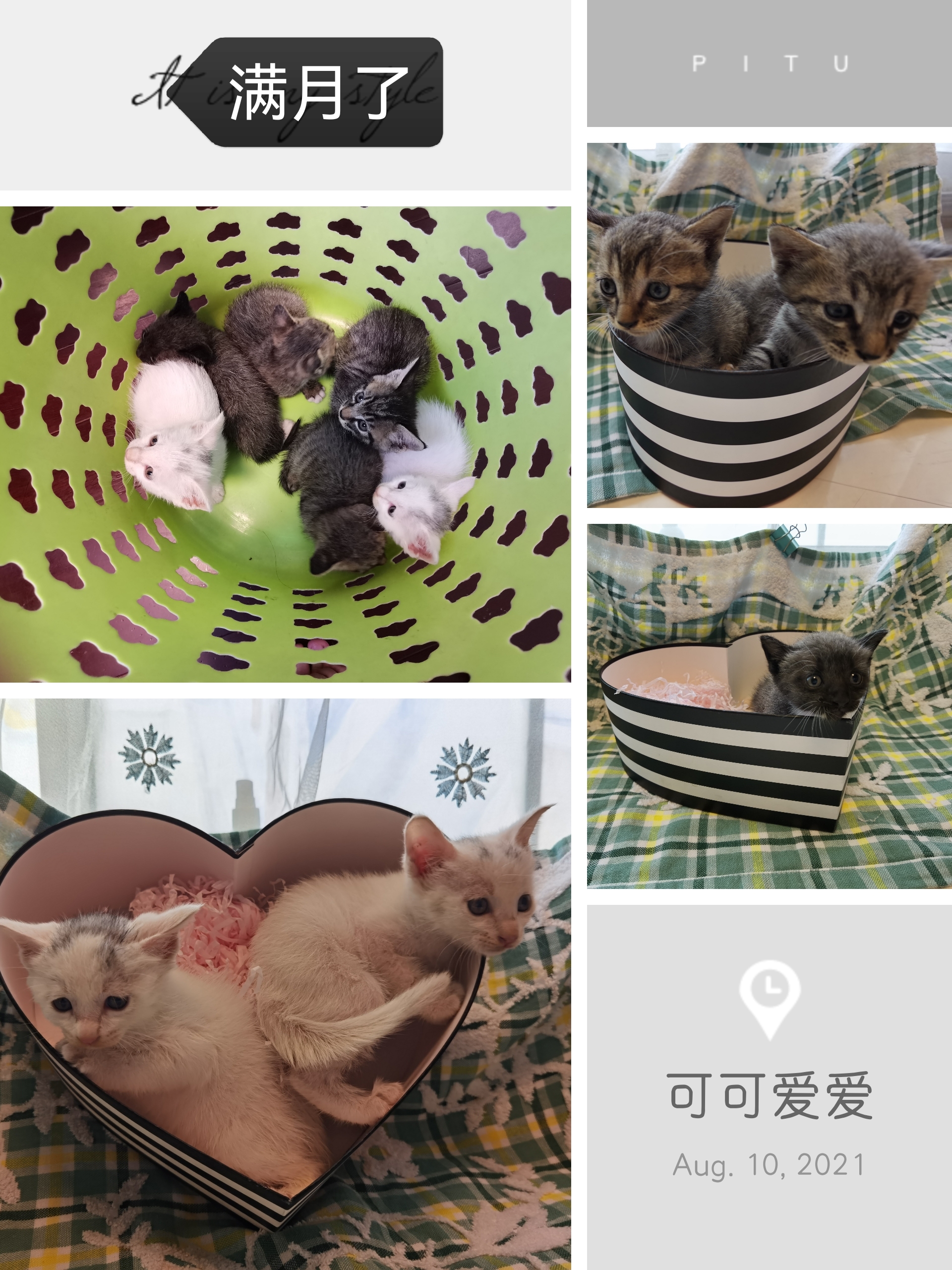 小猫1.jpg