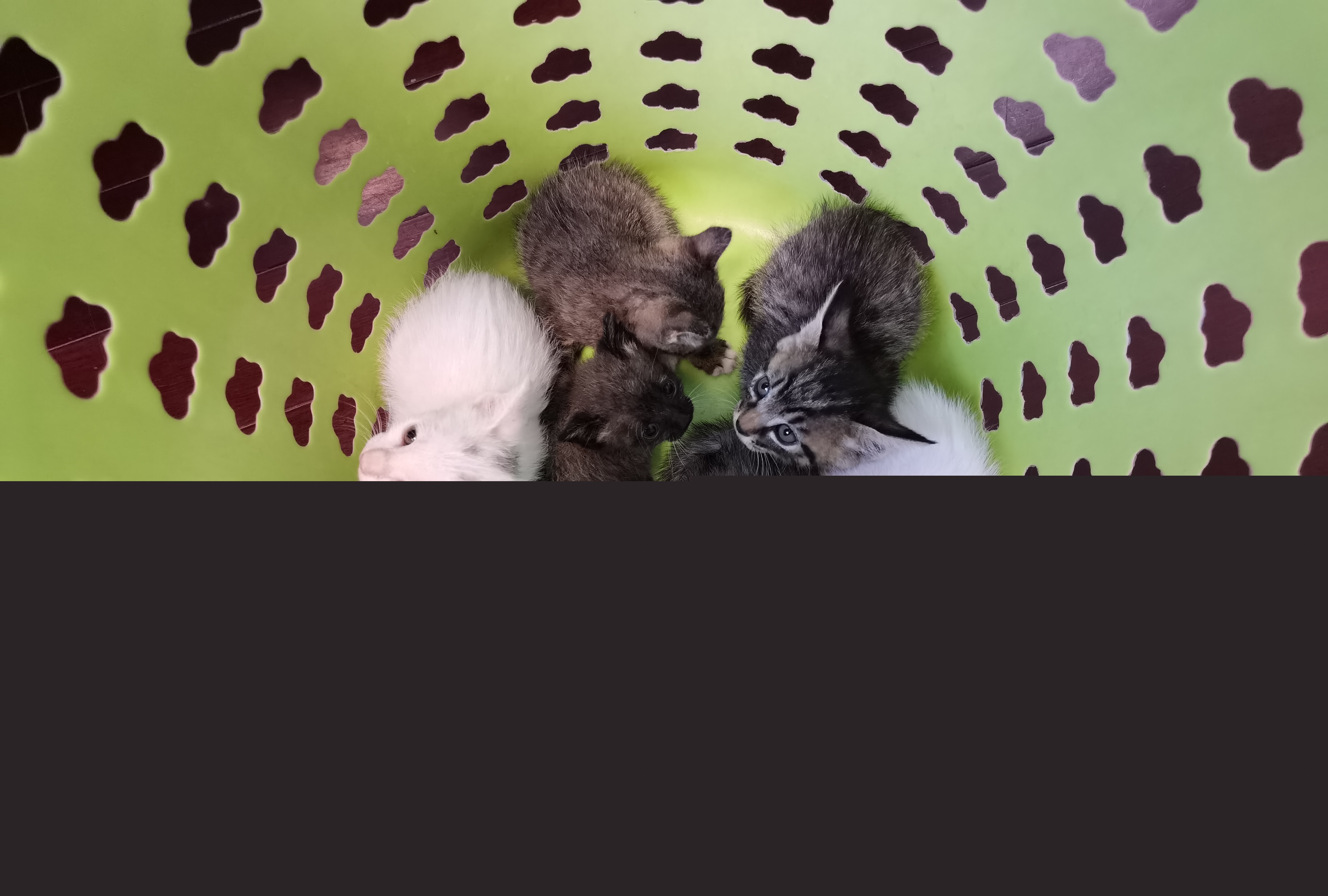 小猫2.jpg