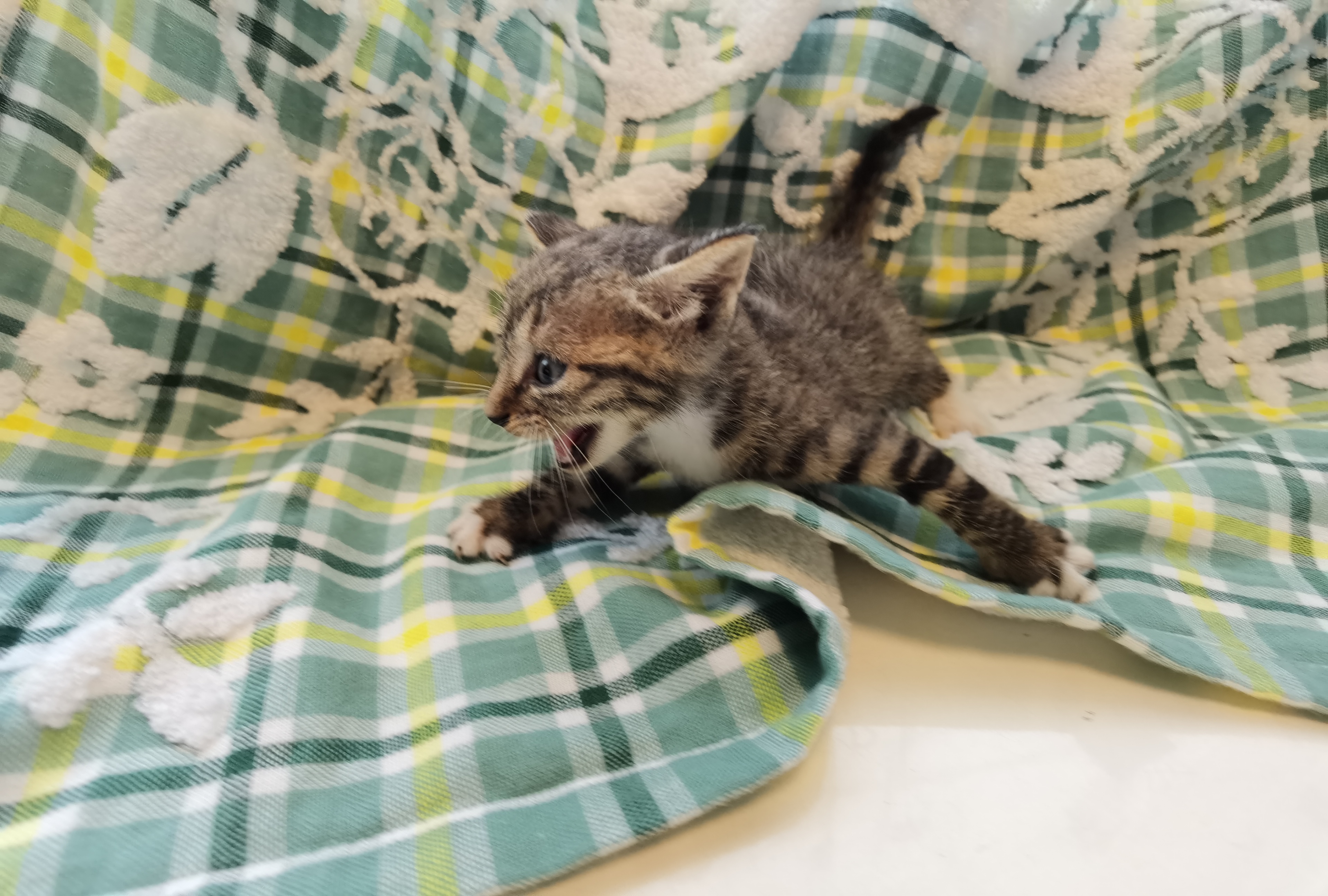 剩余狸花猫2