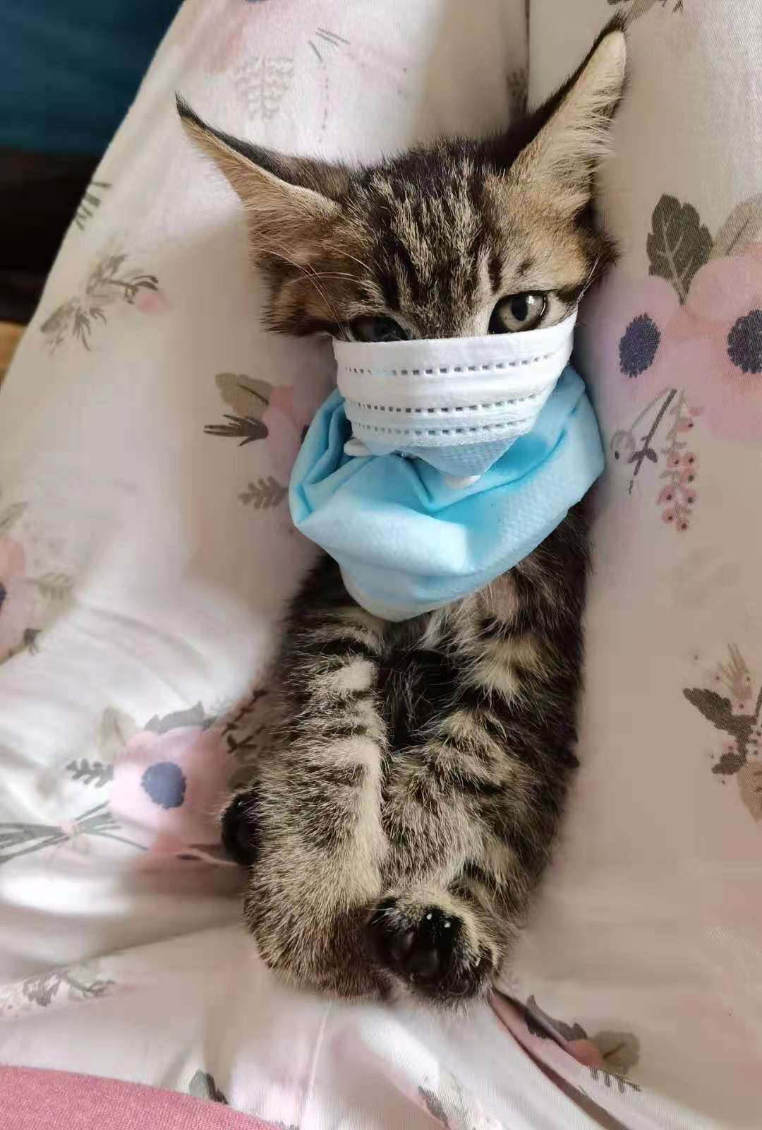 小猫5.jpg