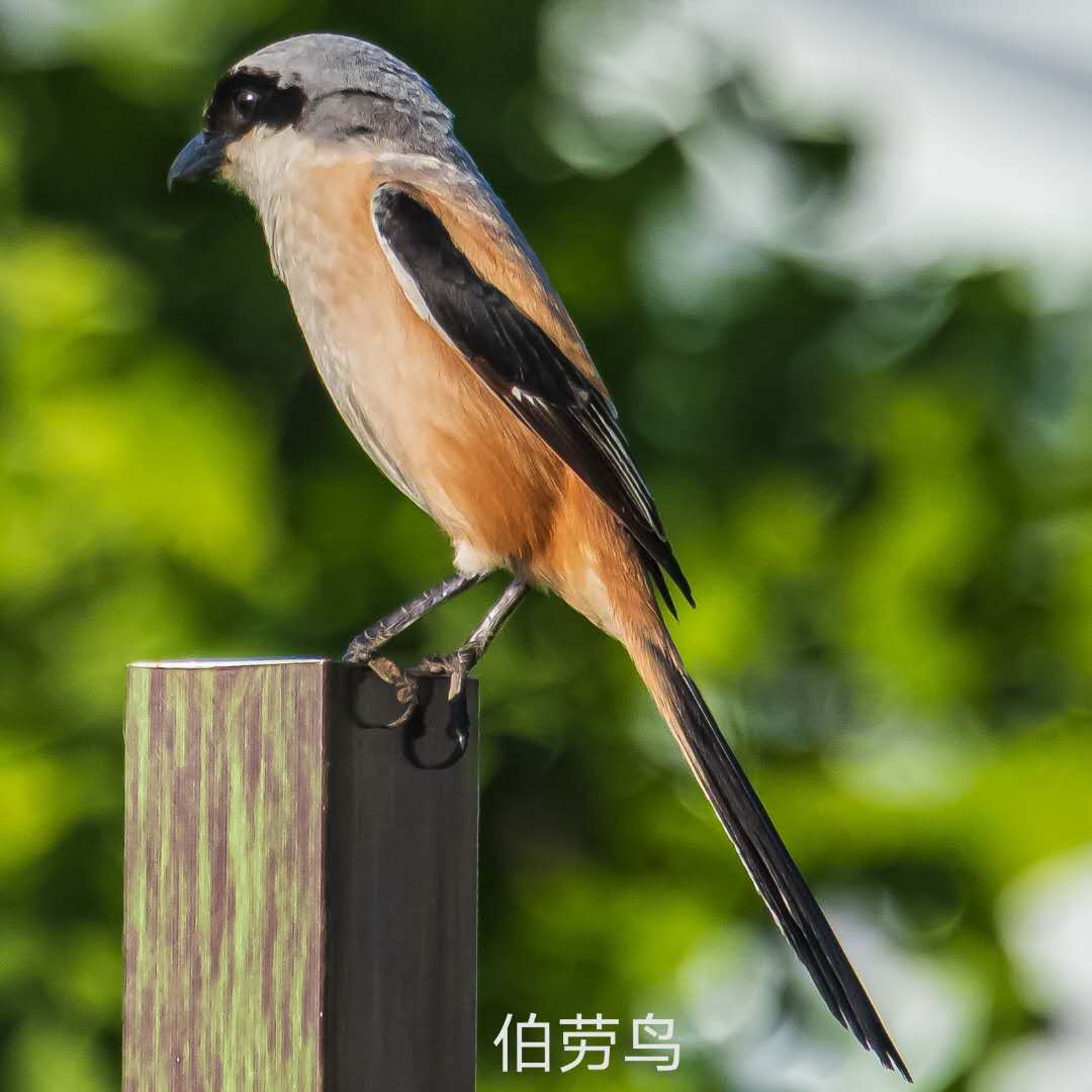 wechat_upload1630153052612a295c7811a