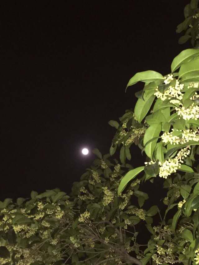 wechat_upload163507307161753c2f596f3