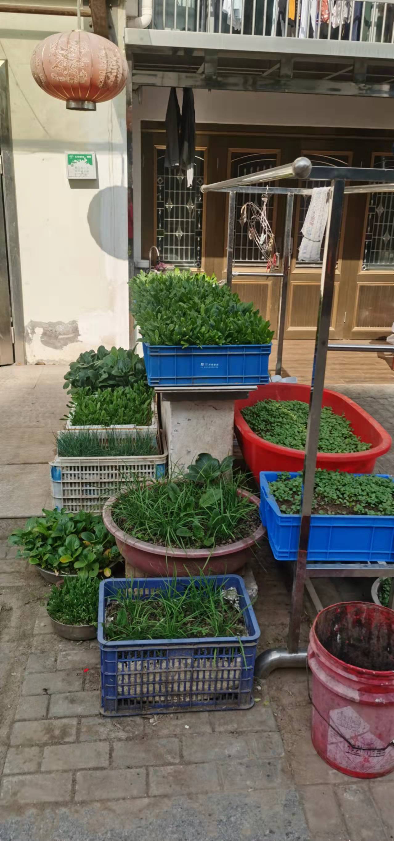 2-楼梯口种菜整治后