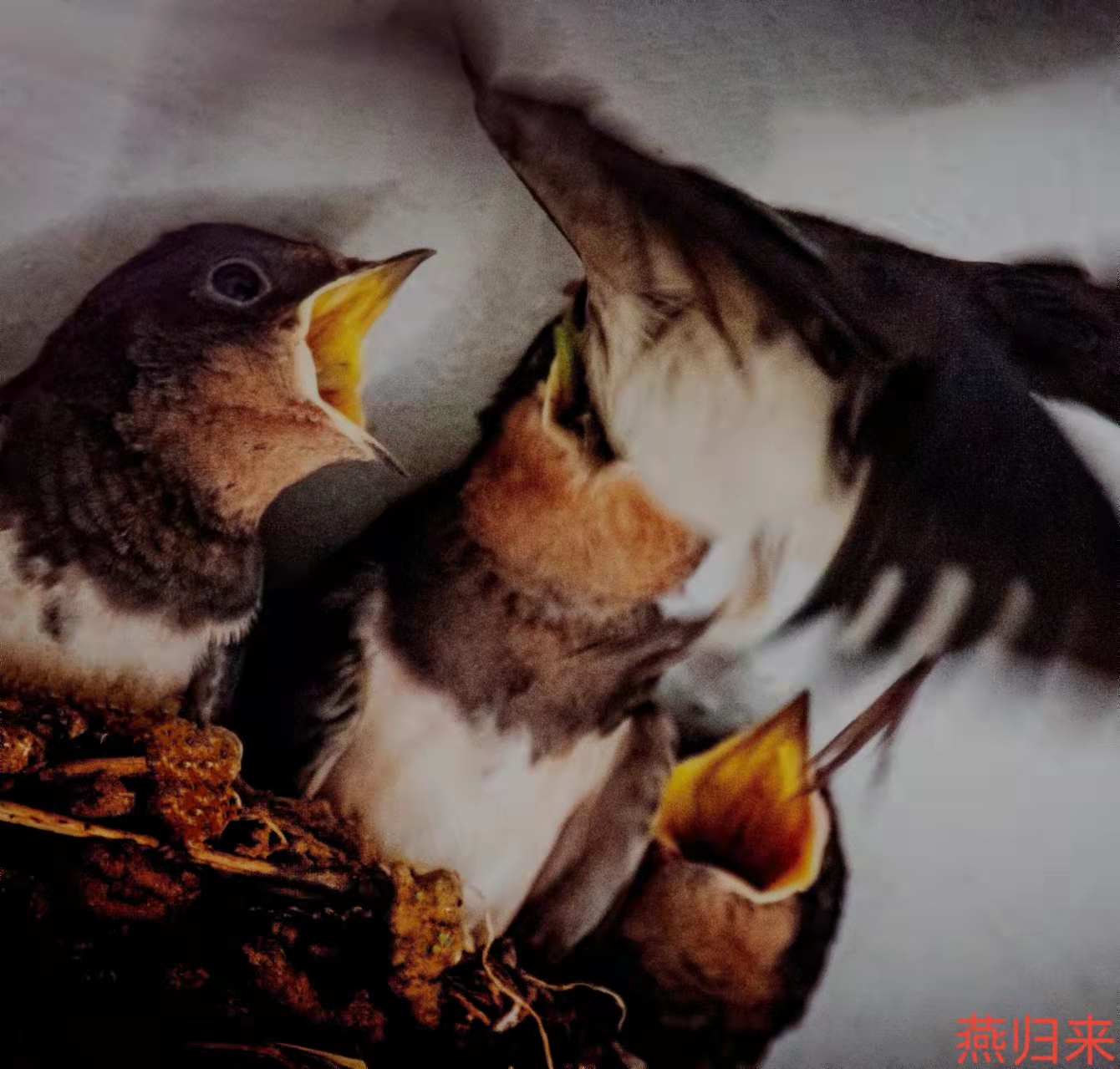 wechat_upload163827611061a61c0e97e7e