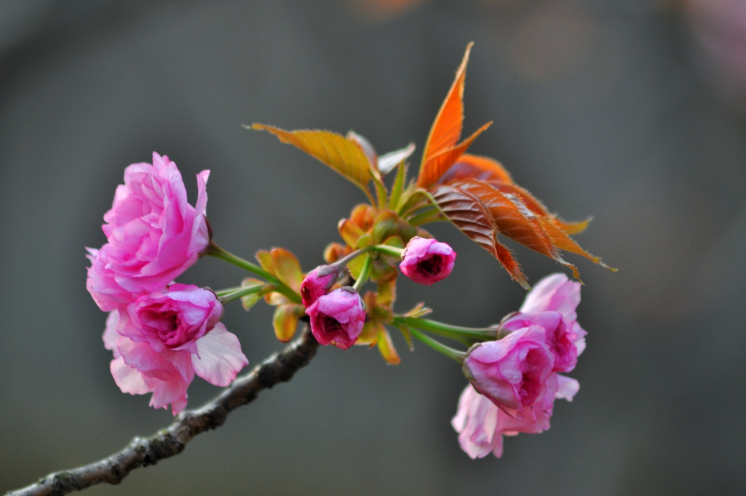 DSC_9451-01.jpeg
