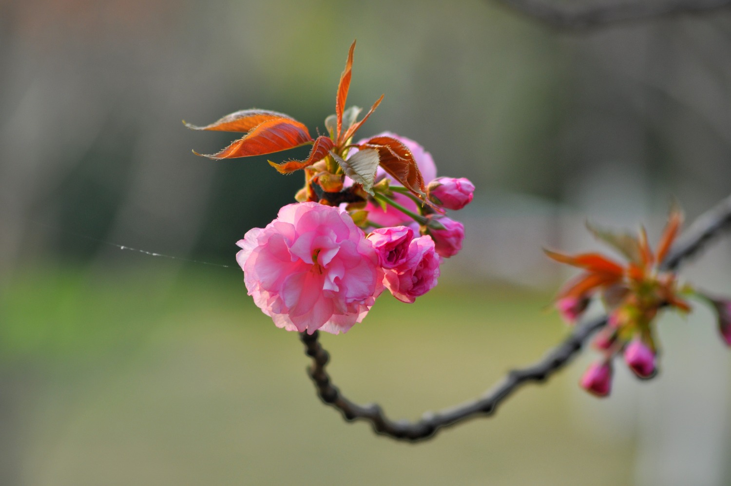 DSC_9451-01.jpeg
