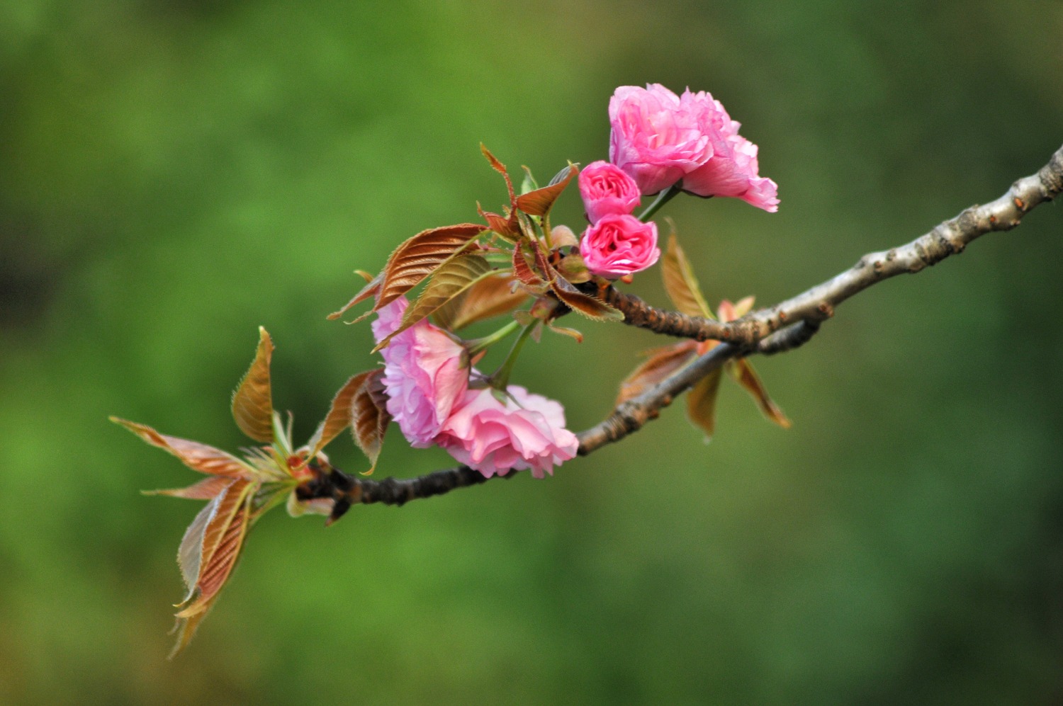 DSC_9451-01.jpeg
