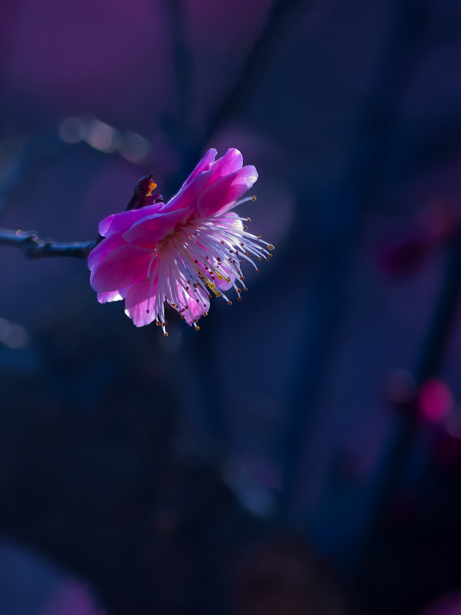 DSC_0035_副本_副本.jpg