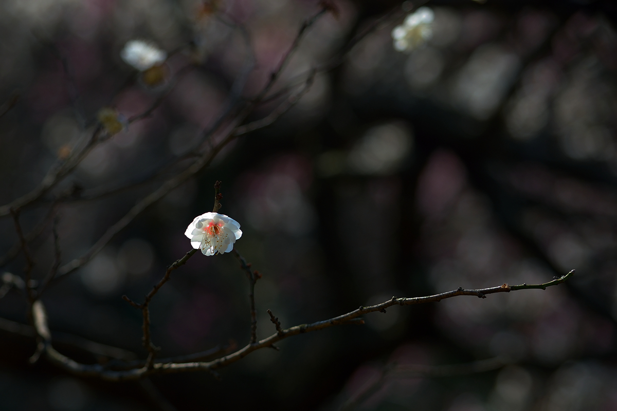 DSC_0304_副本_副本.jpg
