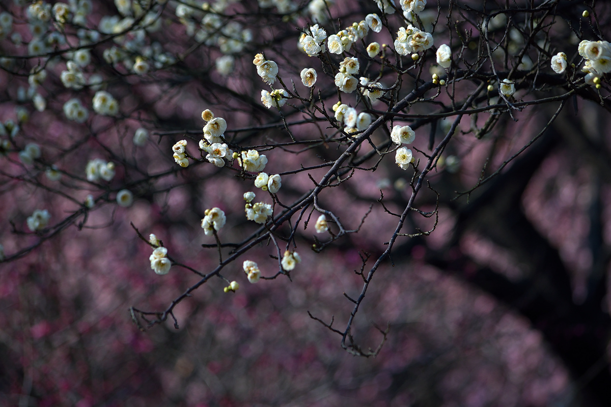 DSC_0337_副本_副本.jpg