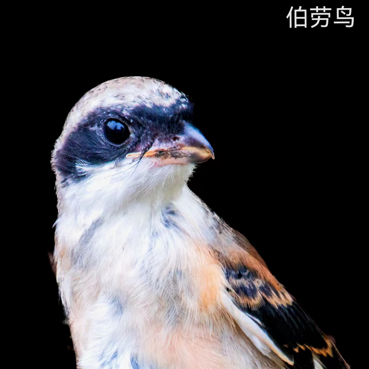 wechat_upload16506803506263621ec062d
