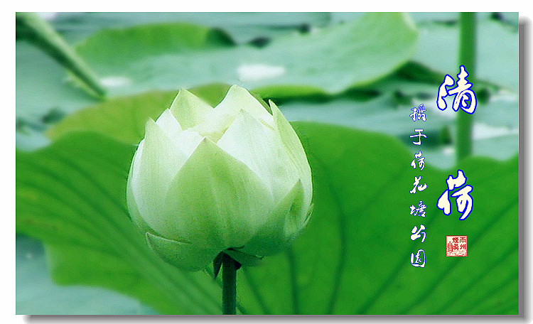 摄于荷花塘公园
