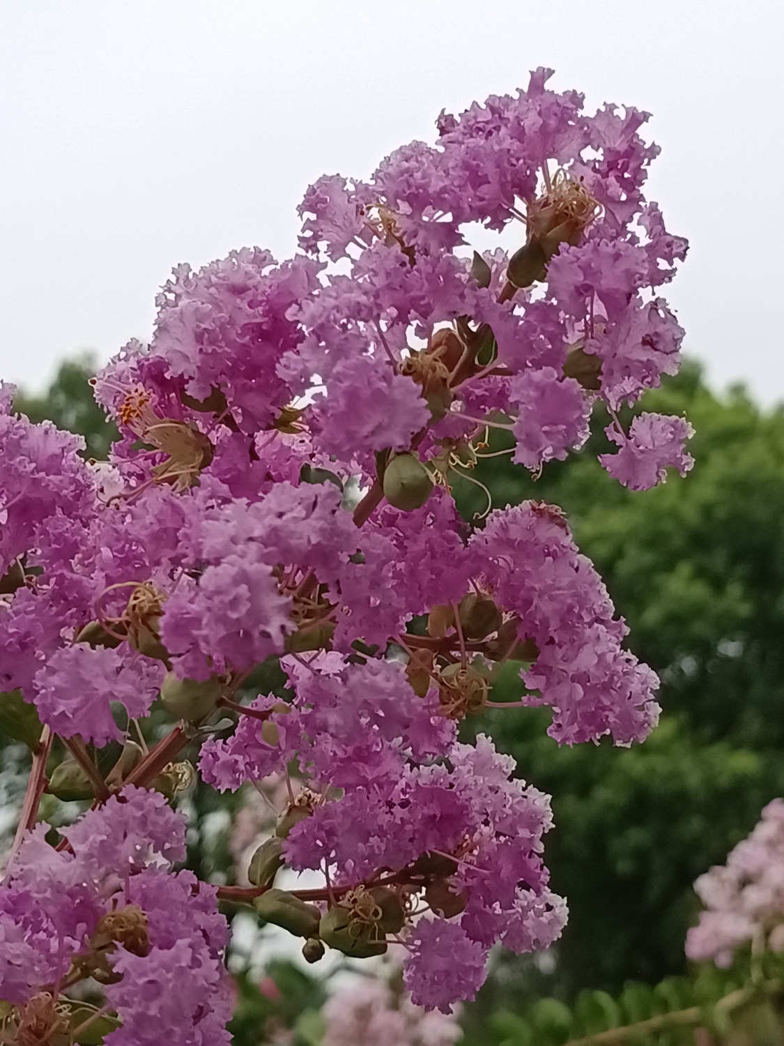 IMG_20220716_172917.jpg