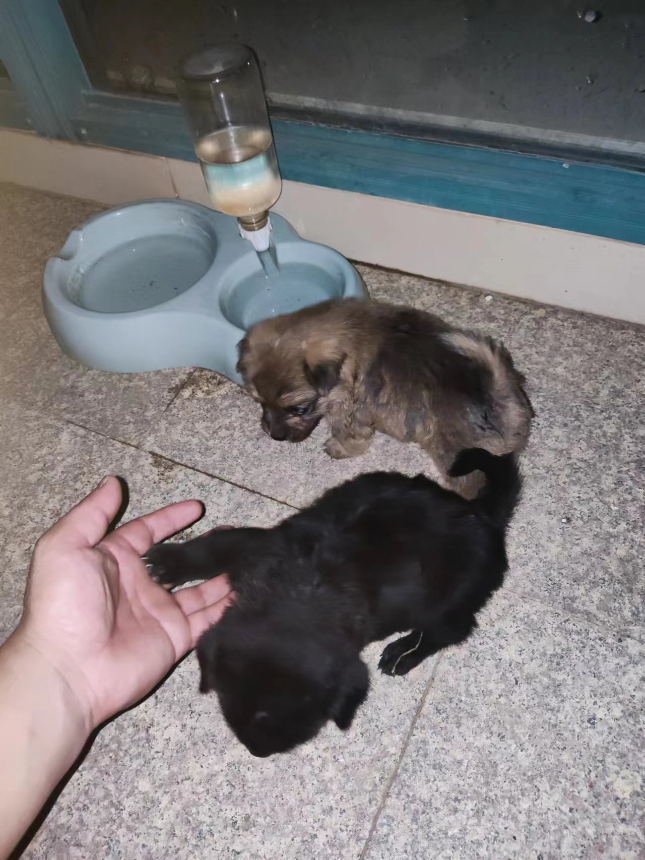 狗狗照片