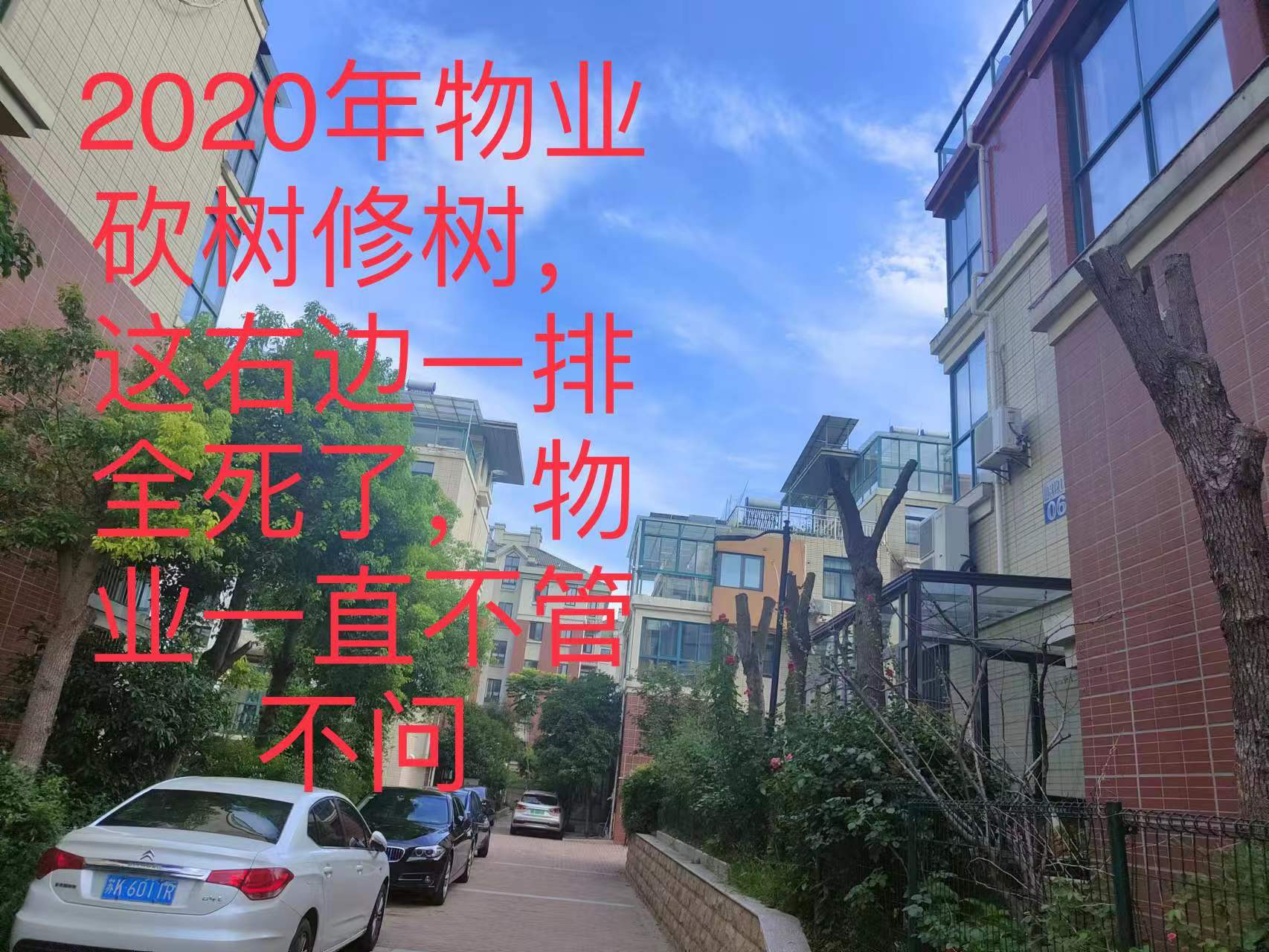 昭阳苑一排树木，物业砍树修树死了，一直没有维护