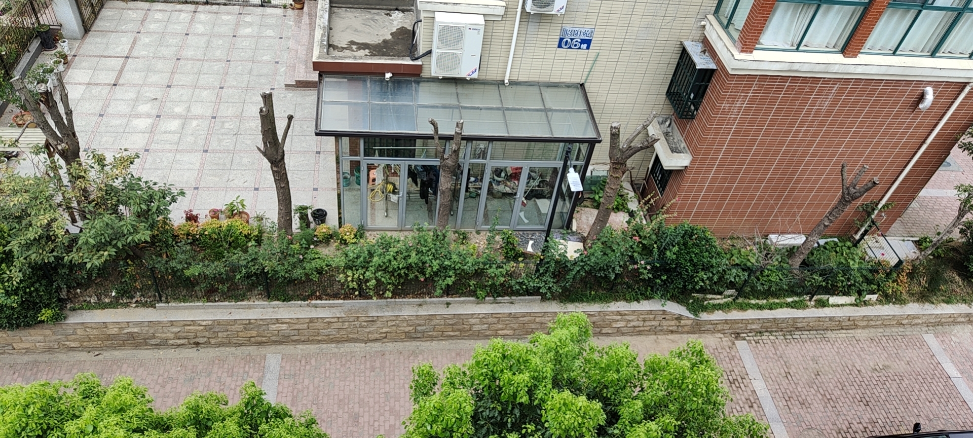 树木死亡1.jpg