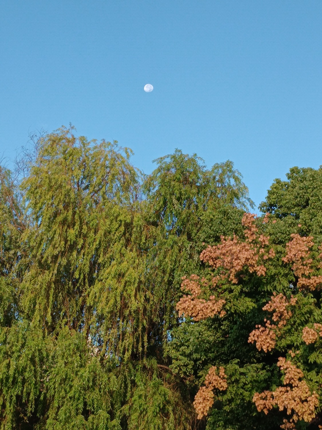 IMG_20221013_065506~2.jpg