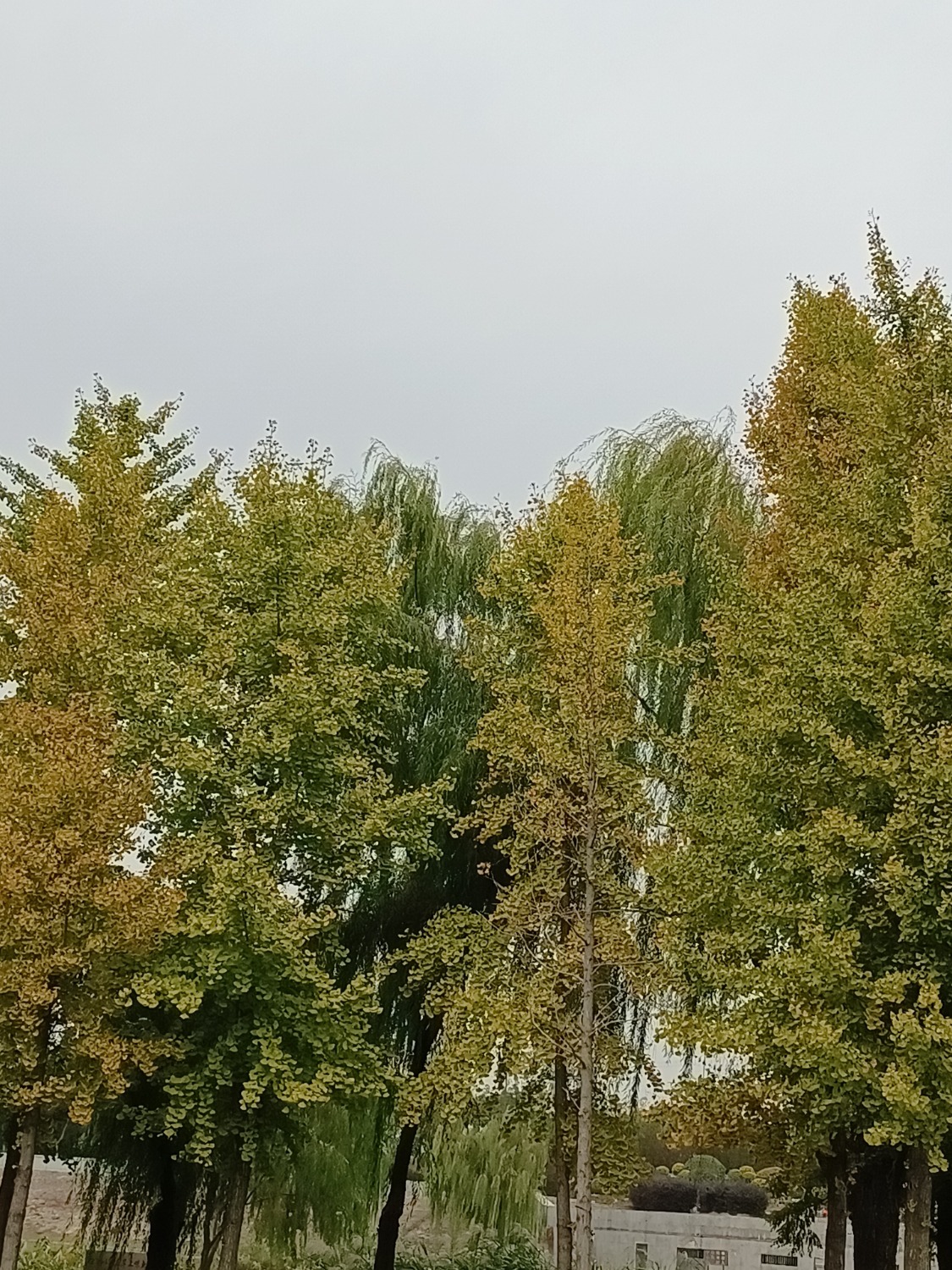 IMG_20221026_104153.jpg