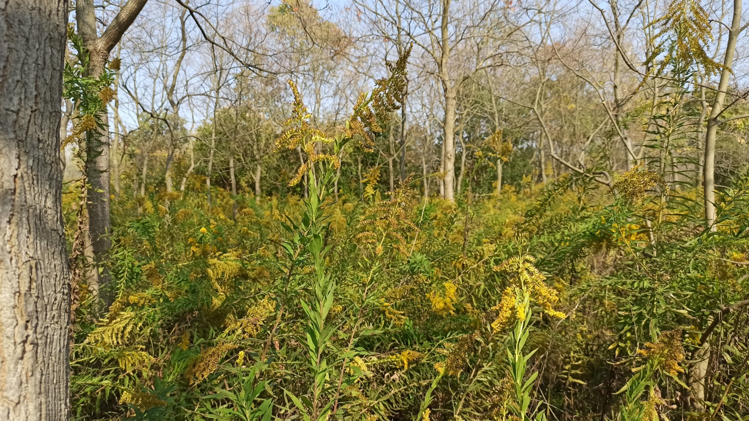 IMG_20221105_134824.jpg