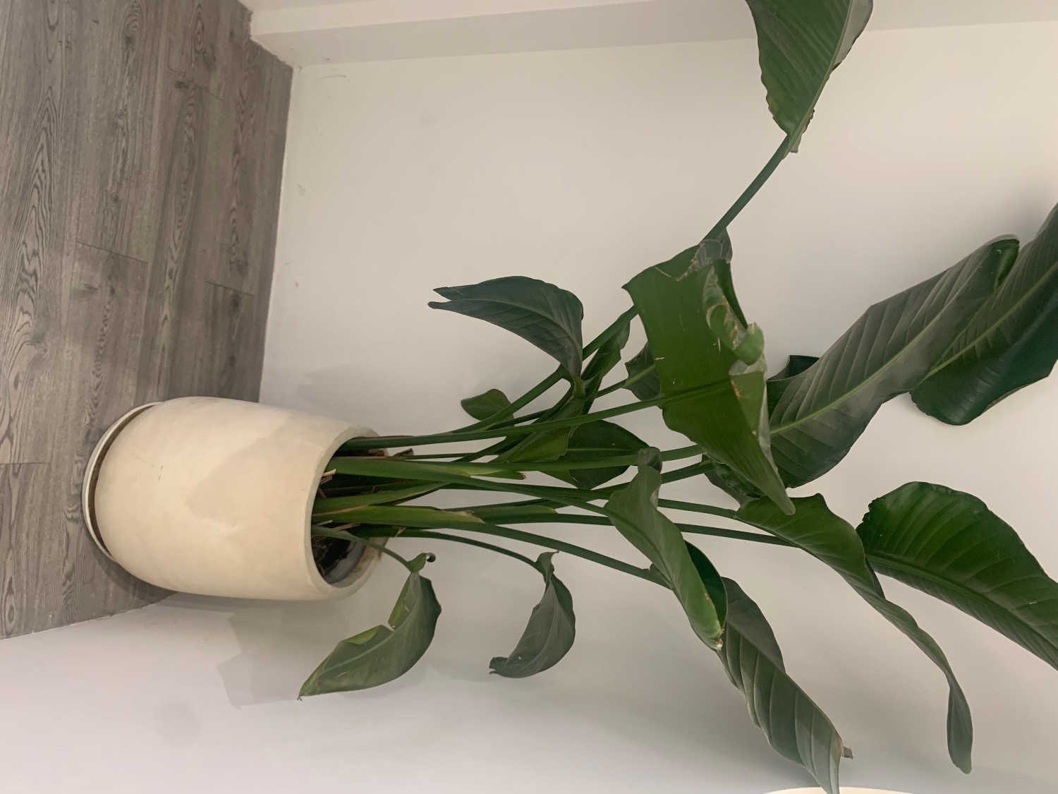 E0330370-62D9-4171-AC88-D062DA0E8BD4.jpeg