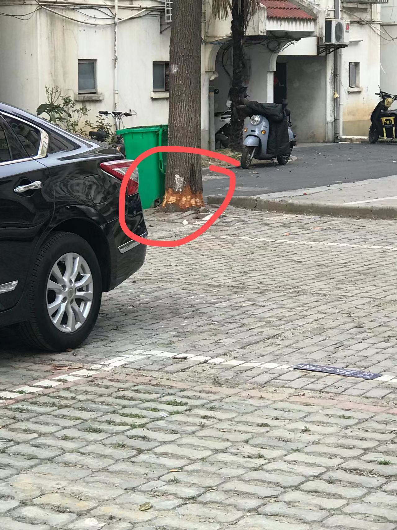 被剥皮的树