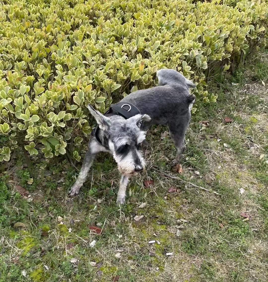 狗狗近照