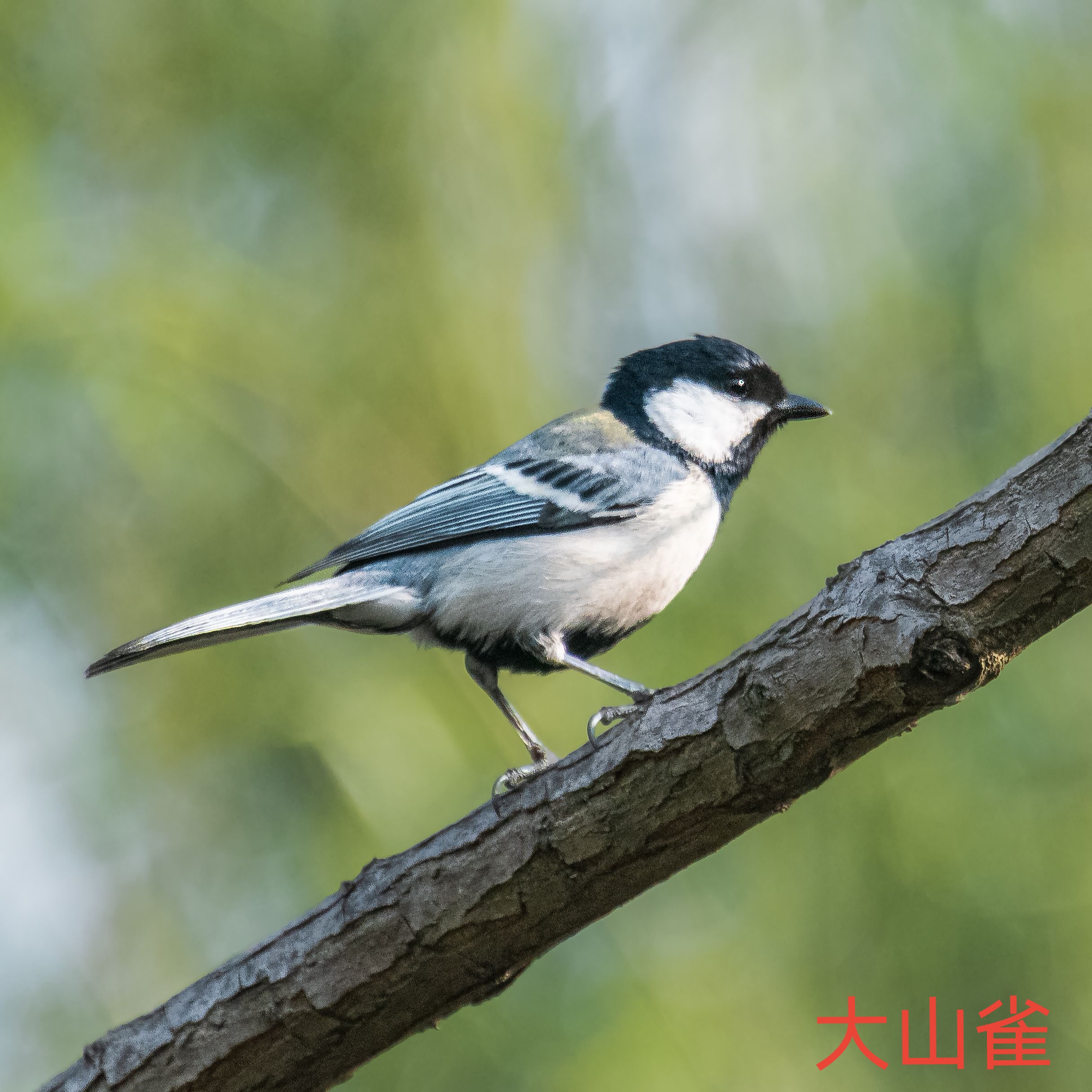 wechat_upload168234051164467a9f3fece