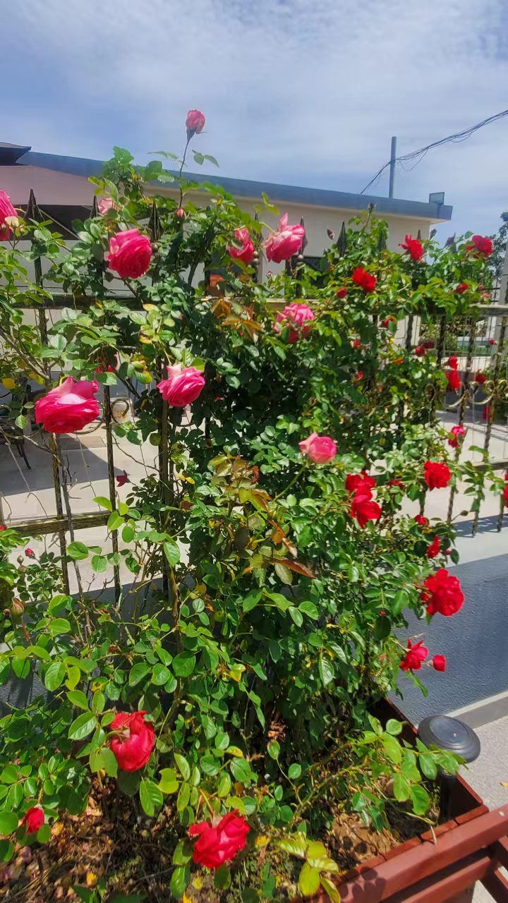 wechat_upload16830056766450a0ec68c9d