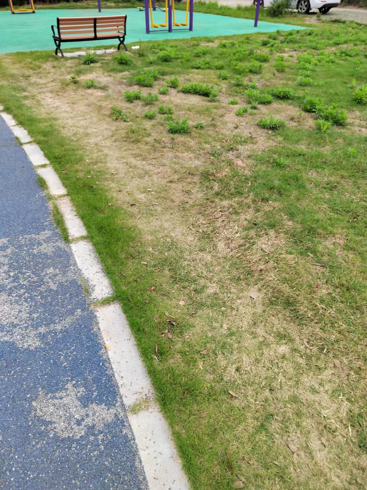 倒伏的小草2
