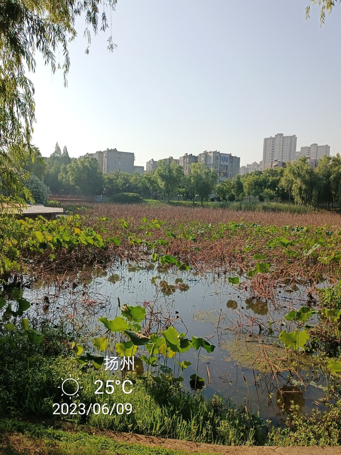 IMG_20230609_070724.jpg
