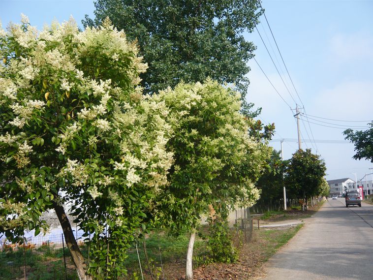 女贞树开花
