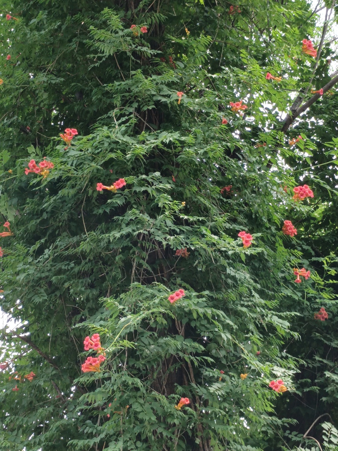 IMG_20230612_101650~2.jpg