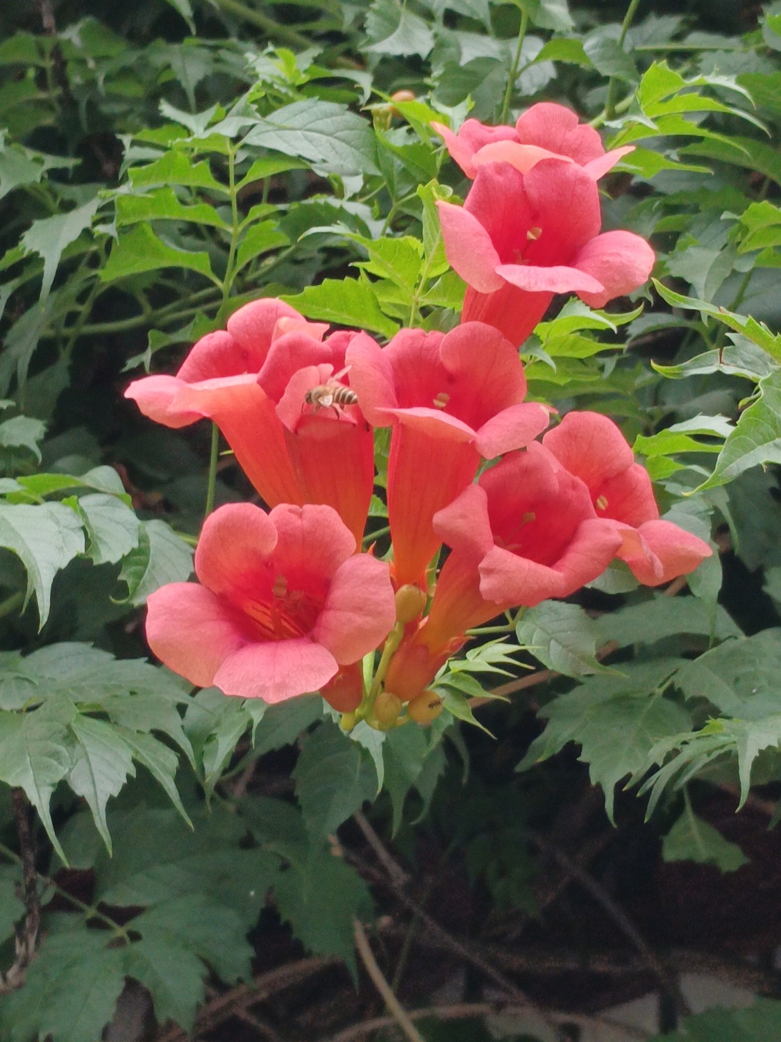 IMG_20230612_093710~2.jpg