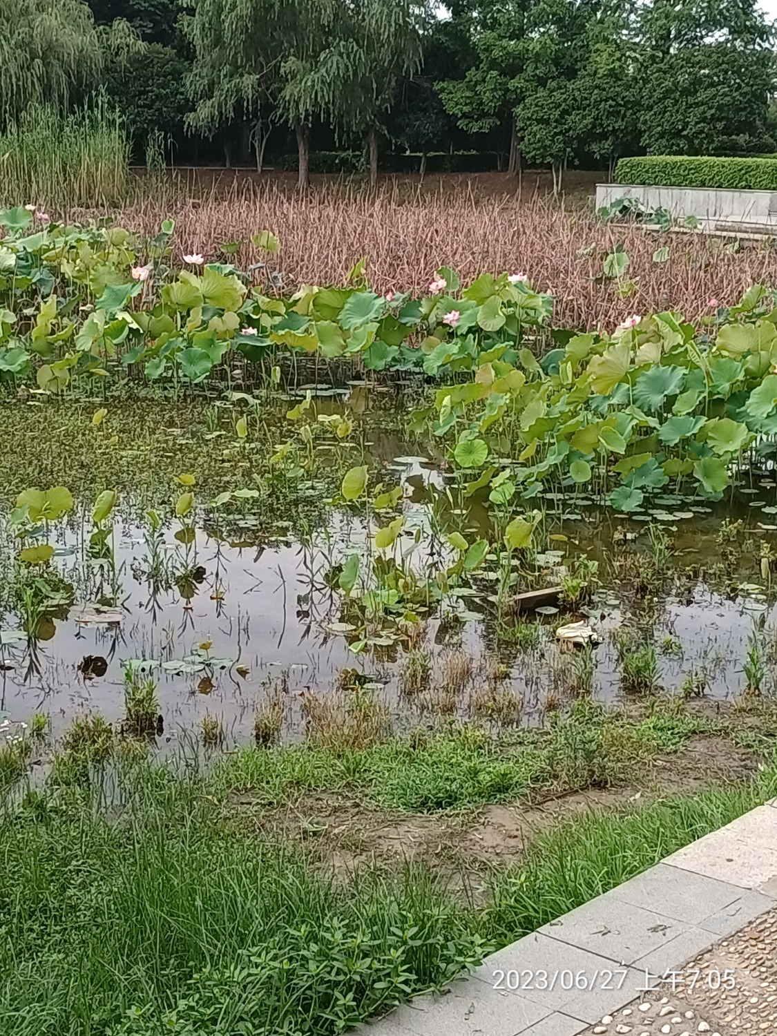 IMG_20230627_070559.jpg