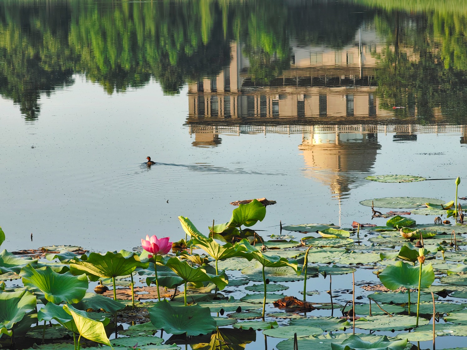 IMG_20230628_055113-01.jpeg