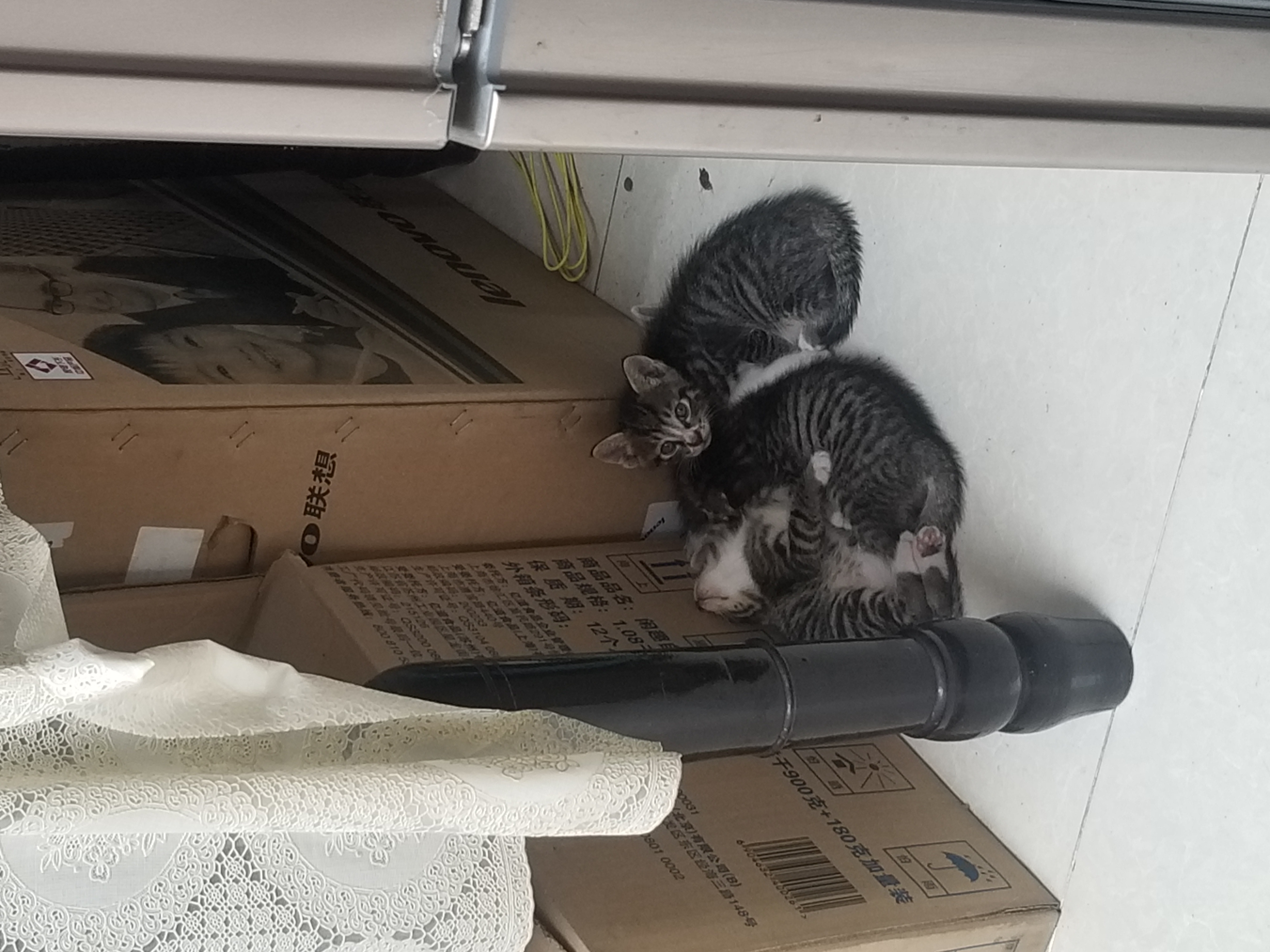 小猫照片