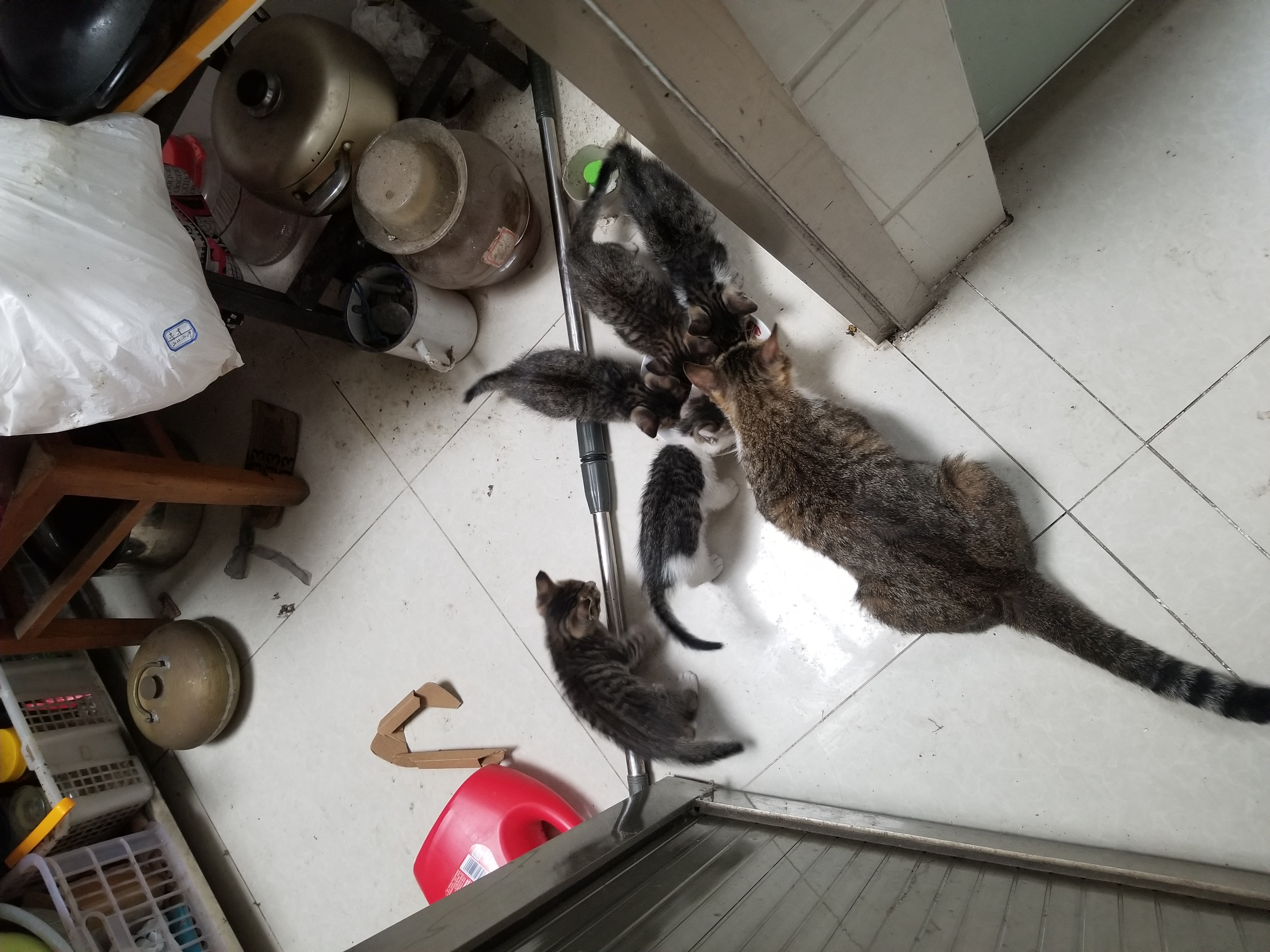 猫