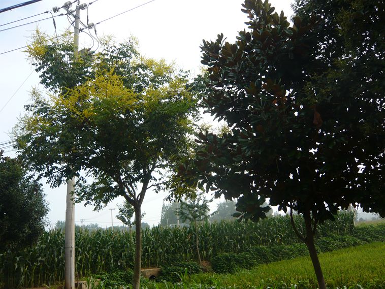 这就是栾树开花