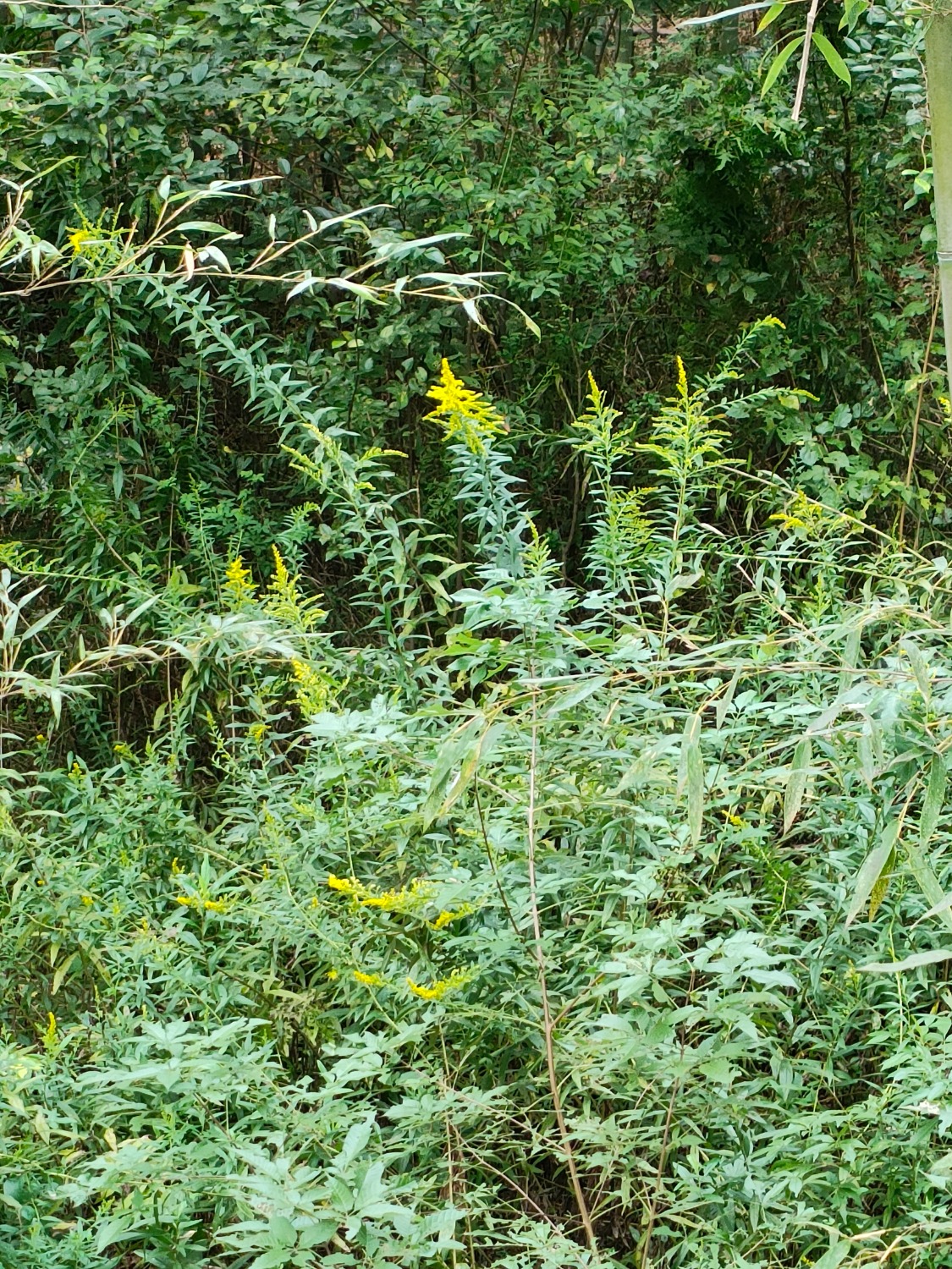 IMG20231004112158.jpg