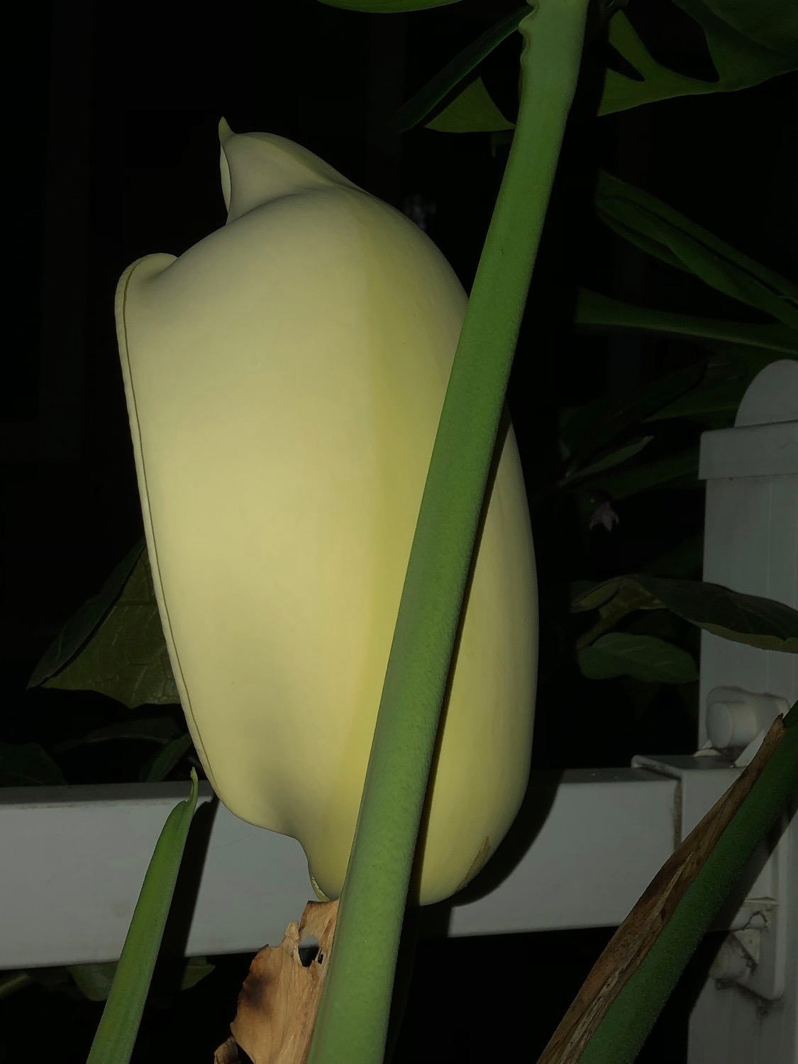 6006BBB7-9E54-4740-9809-EDD90D3E141A.jpeg
