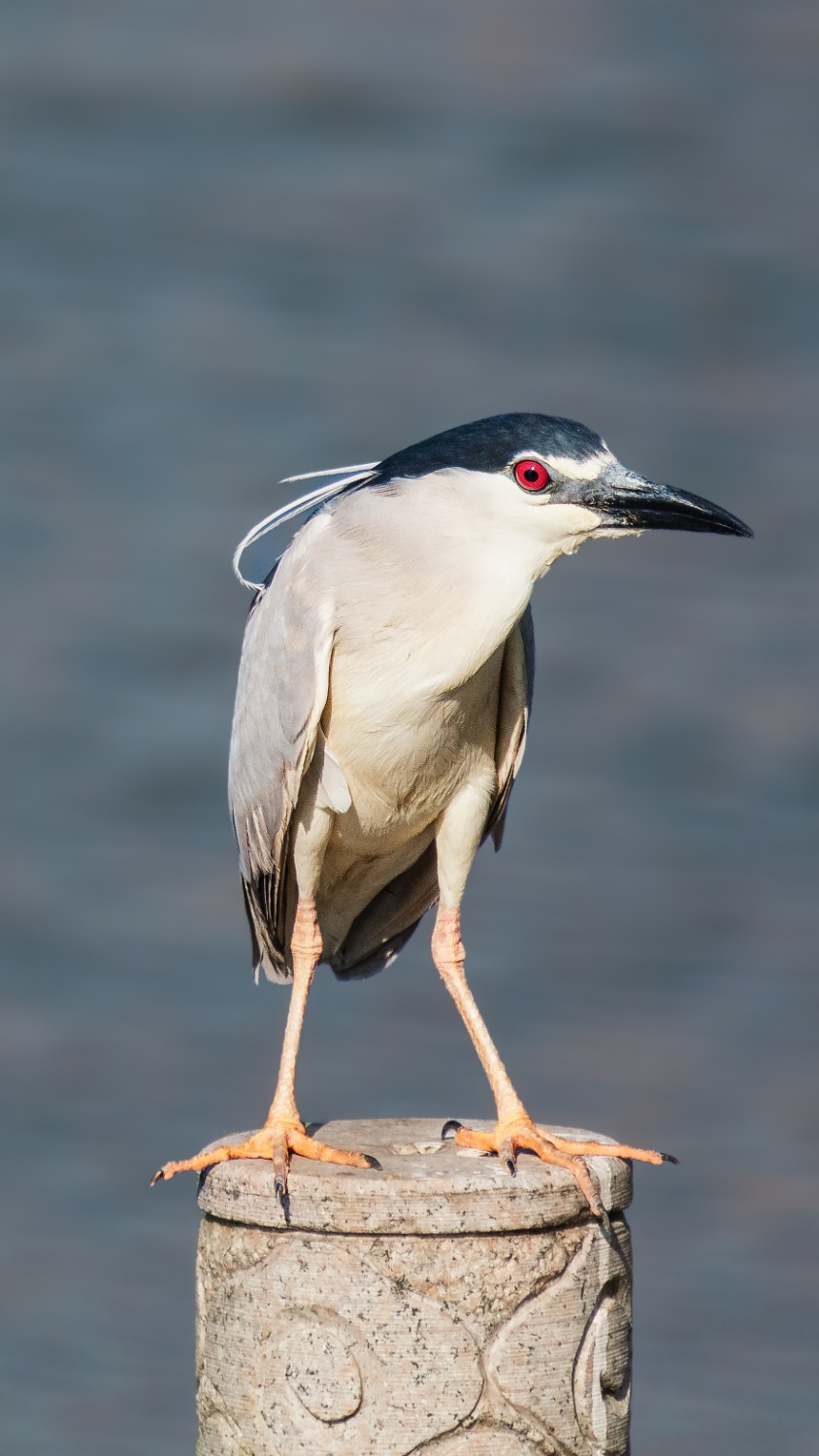 DSC_2321-a.jpg