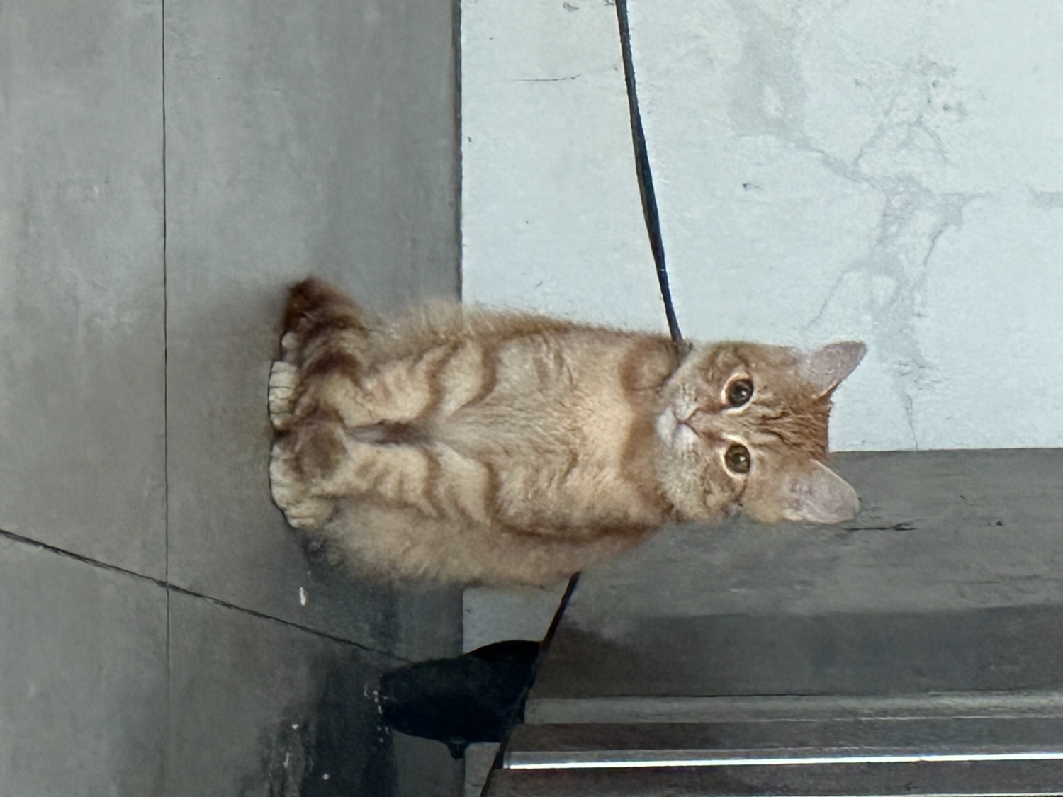 mmexport1709034240722.jpg